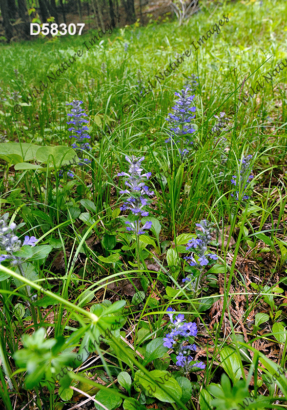 Creeping Bugleweed (Ajuga reptans)